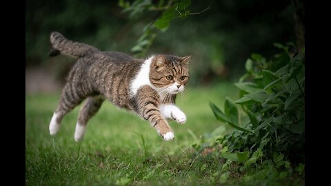 Cat Endless Running