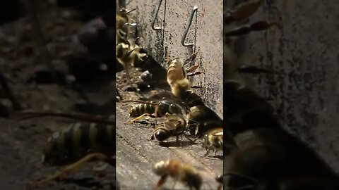 Wasp Overpowers Honey Bees to Raid Hive #shorts