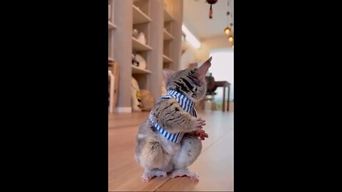 Funny&Sweet Animals Videos