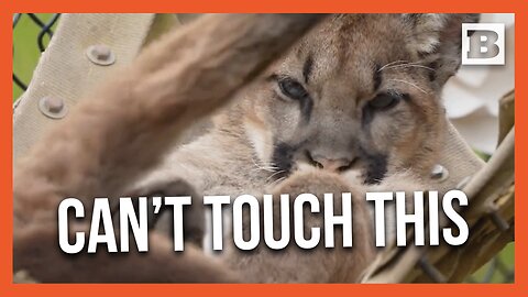 Stop! Hammock Time with Willow the Mountain Lion Cub