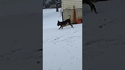 Pitbull Playing in the Snow