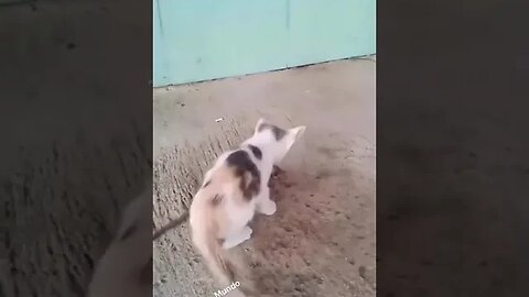Kitten fighting for Survival