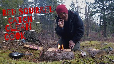 Red Squirrel Catch, Clean, Cook | Bushcraft Style