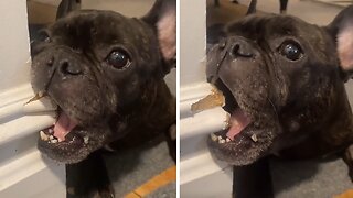 Mischievous Frenchie Loves To "Help" With Home Makeovers