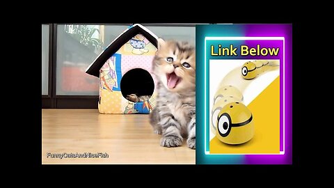 Cute/Funny Kitten/Cats Compilation 2023