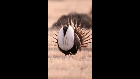 Courtship display of the greater sage-grouse