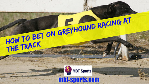 How To Bet On Greyhound Racing At The Track