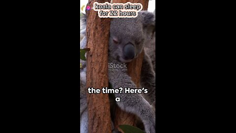 Koala can sleep up to 22 hours