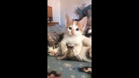 funny animals videos best cat and best dog