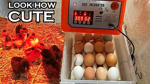 The Art of Chicken Egg Incubation