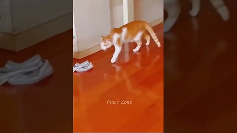 mèo ướp, mèo mướp, kucing lucu bikin ngakak