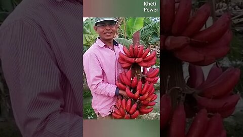 How many types of bananas are there? | केले कितने प्रकार के होते है ? Kheti Power