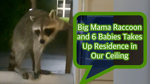 Big Mama Raccoon and 6 Babies Takes Up Residence in Our Ceiling