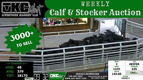2/7/2023 - OKC West Calf and Stocker Auction