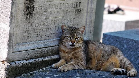 Cat visits his owner's grave every day and brings him gifts 🥲🥲