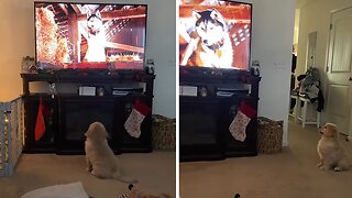 Adorable Puppy Loves Watching The 'Pup Academy' After Breakfast