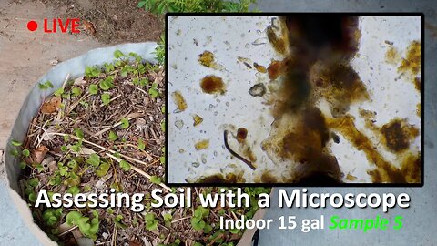 Live Soil Microscopy! Assessing Indoor Soil SAMPLE 4! Added Catalyst BioAmendments Compost!