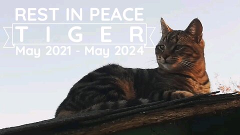 Rest In Peace, Tiger