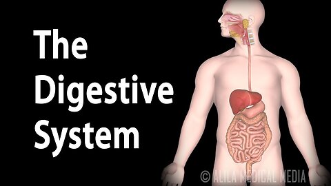Human digestive system & How it works! (Animation)