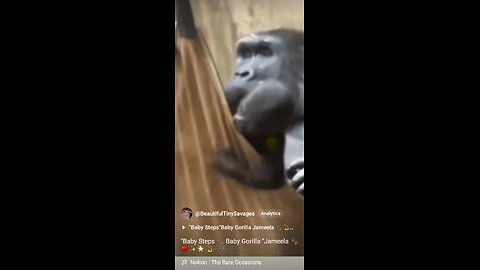 "Baby Steps"Baby Gorilla Jameela 🐾♥️🦋🎶🎼 Full Video