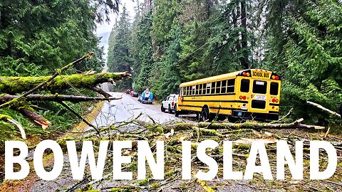 An old tree on Bowen Island did not kill me, only because I was driving slowly