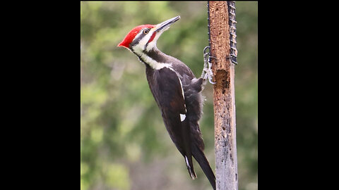 Pileated Woodpecker 05 04 2024