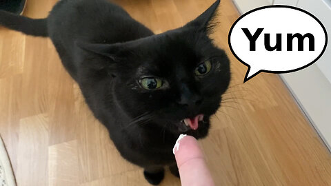 Vilma Cat Eating Yogurt