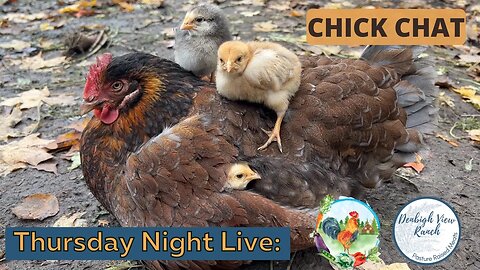 Backyard Poultry | Prepping for Spring Chicks | EGG PRICES Skyrocketing In North America