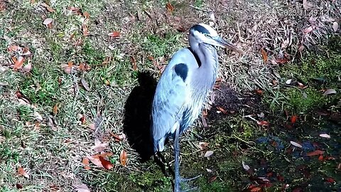Great Blue Heron Shows Off Wing While Preening 🦩 02/01/23 11:49