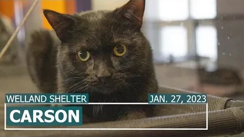 "Carson" foster needed - nerve damage kitty | Niagara SPCA