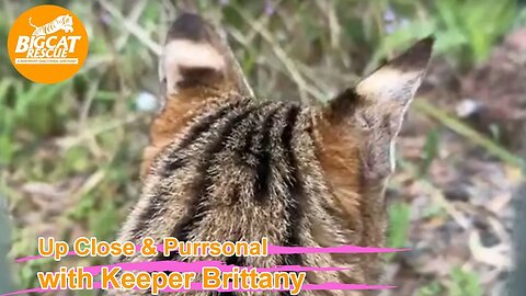 Big Cat Rescue LIVE Q&A with Brittany at Big Cat Rescue 02 12 2023