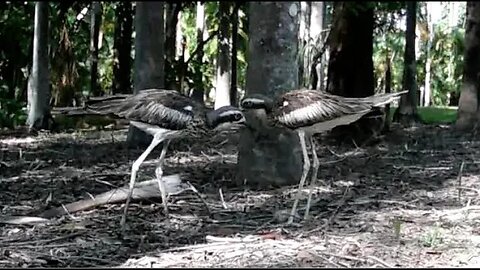 Curlew Story Pt 2 The intrigue begins. 2023