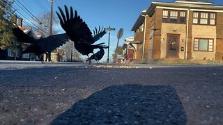 Crow Close-Up: The Crew is Back