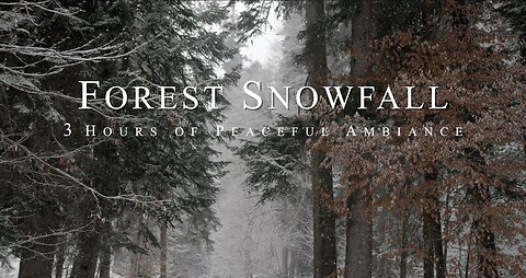 Forest Snowfall | 3 Hours of Peaceful Ambient ASMR Nature Sounds | HD
