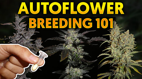 How to Create Your Own Autoflower Strain - Khalifa Genetics