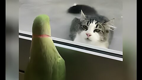 Cat Hilarious Reactions Smart Parrot Outsmarts Sneaky Cat!