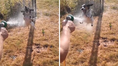 Epic slow motion footage of dog jumping at water hose