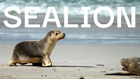 Australian Sea-lion | Endangered #australia #wildlife #sealion