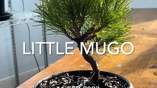 One Little Mugo Pine