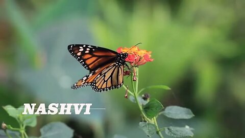 Butterfly / Birds singing #Nashvi #birdssinging #butterfly #relax