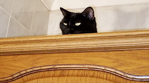 Kitten Luna spying on Bumble and Loki
