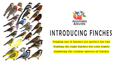 Introducing Finches