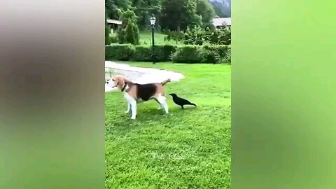 Dog 🐶 🐕 and Cat 🐱🐈 Funny video😀😆