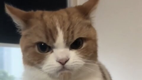 angry and cute cat