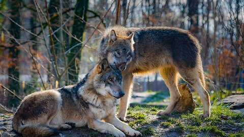 Top 10 Dogs That Look Like Wolves😍 #dog #doglover #wolfdog #shorts