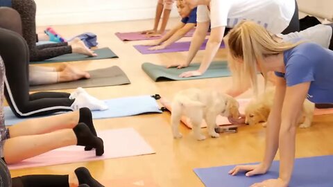 yoga with cute dogs 🐕😻 intresting video ♥️