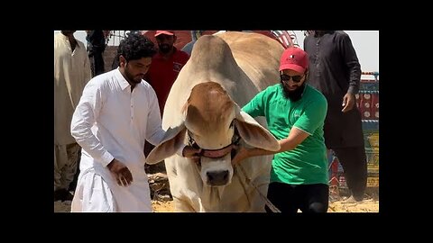 heavy bull unloading for sale season 2024