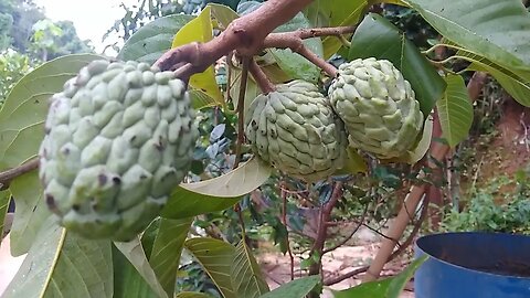 frutíferas produzindo em vaso araçá boi iogurte pera fruta do milagre cajá amora paquistanesa caqui