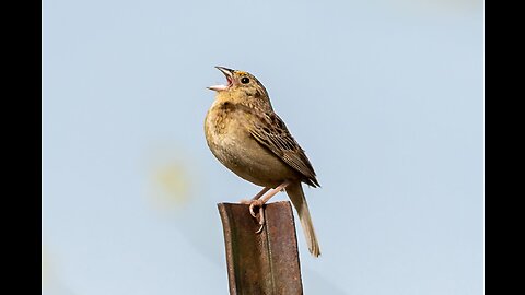 Cuckoo Bird Sound- relaxasing sounds