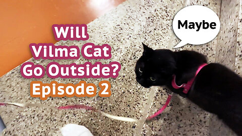 Will Vilma Cat go Outside? Episode 2